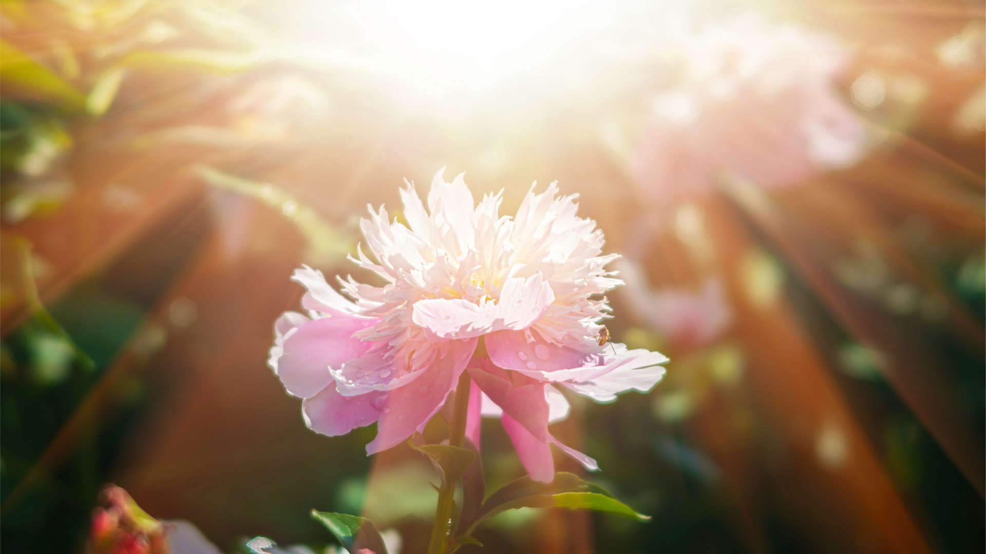 Nature image relating to the inspirational message