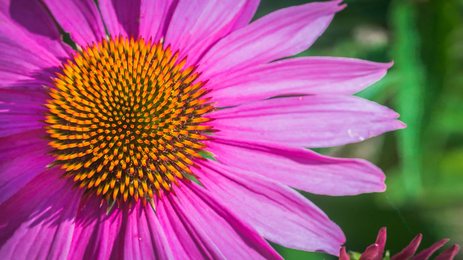Nature image relating to the inspirational message