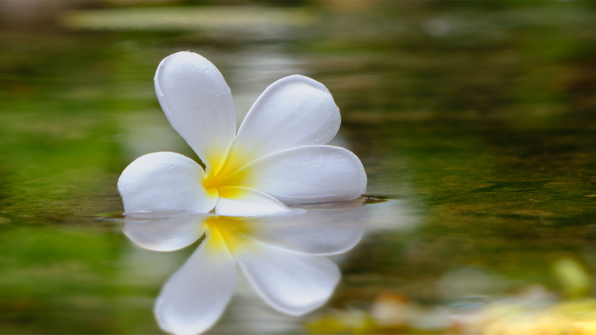 Nature image relating to the inspirational message