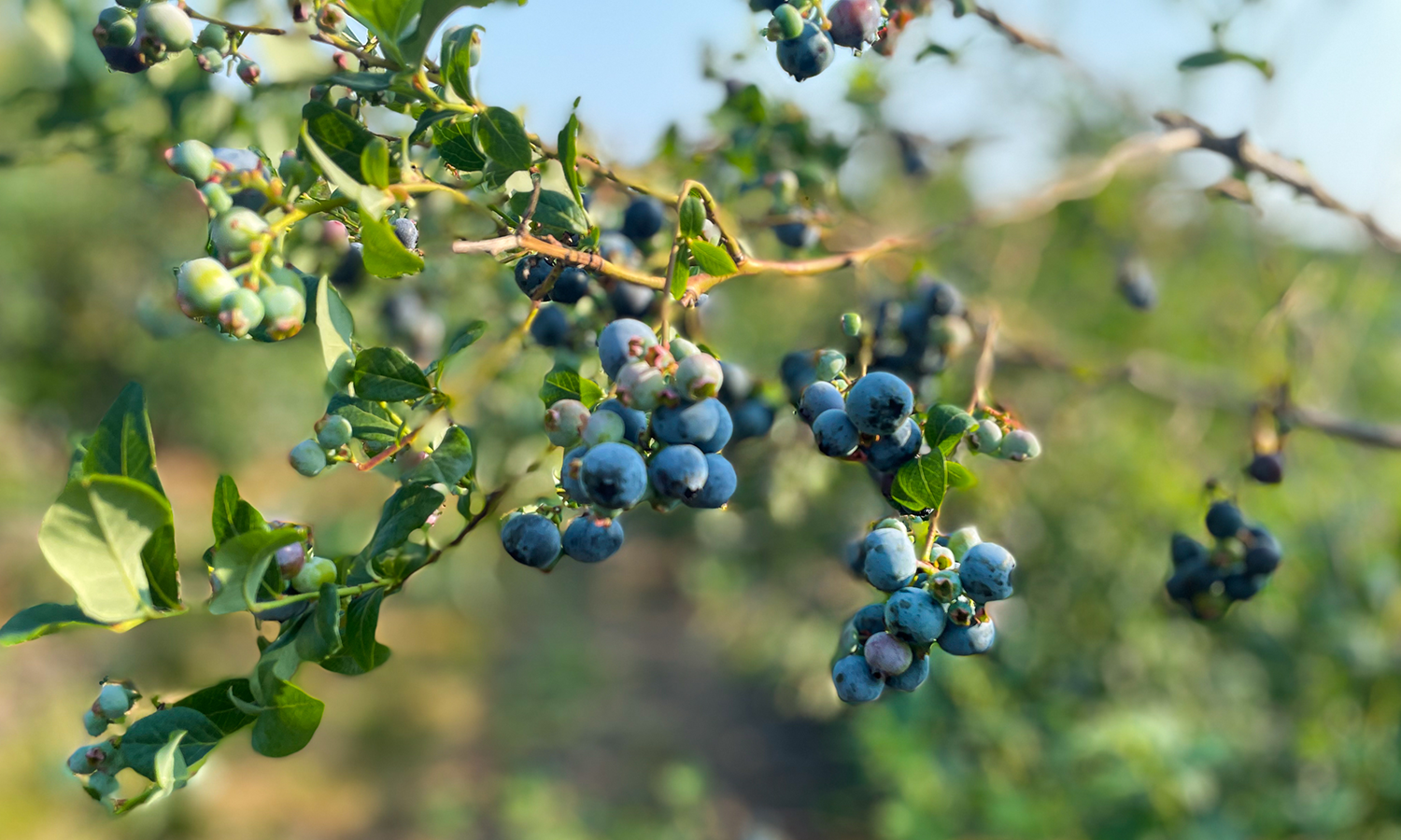 Blueberry Fields at S. Kamphuis Farms