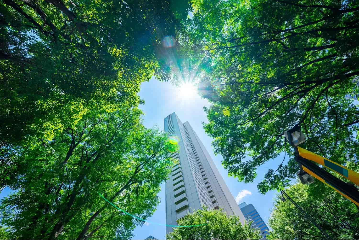 Sunlight shining through green trees surrounding a tall modern skyscraper on a clear blue day.