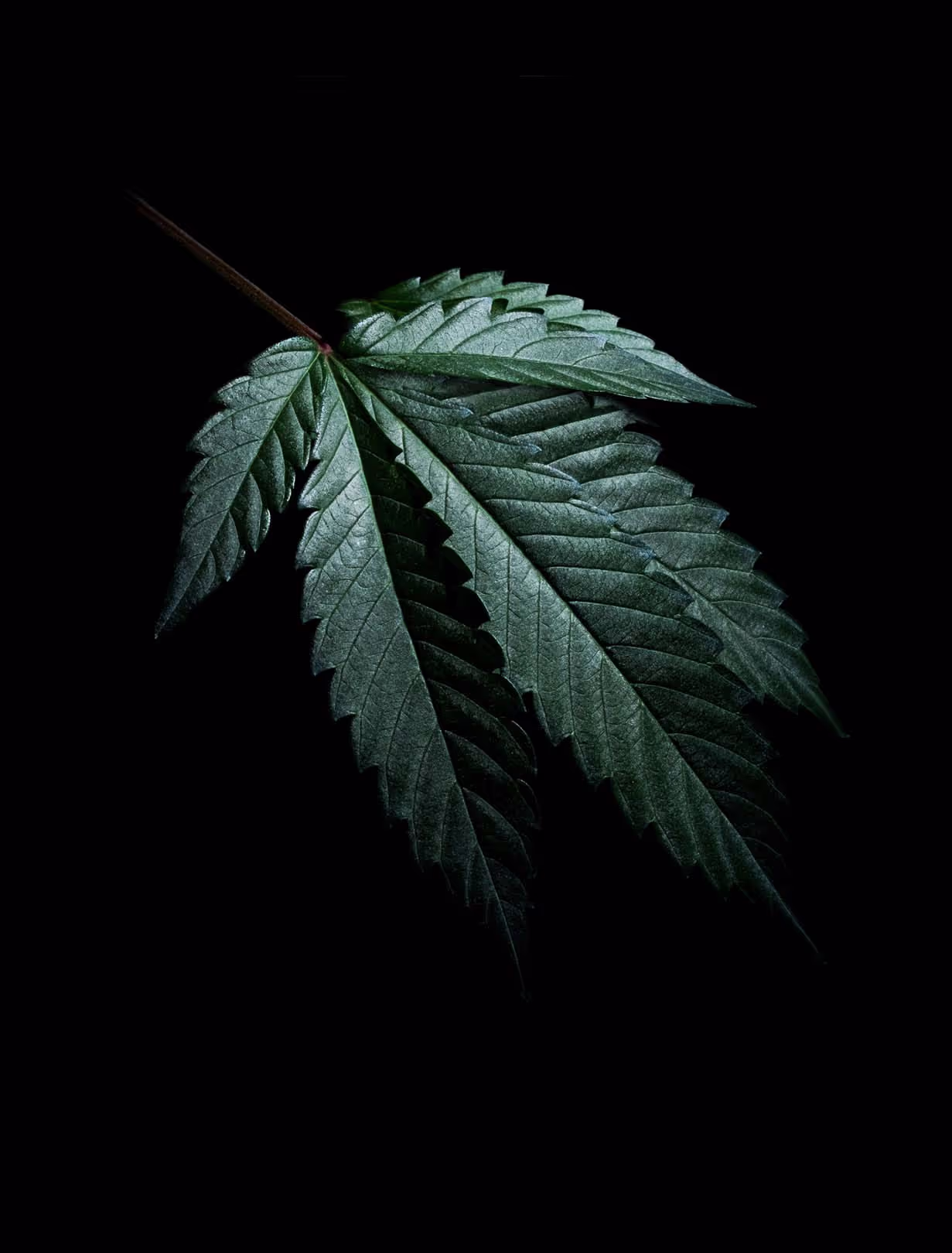 Toronto-based still life photographer specializing in clean, polished imagery that highlights the beauty of everyday objects with creative composition and impeccable style for commercial use