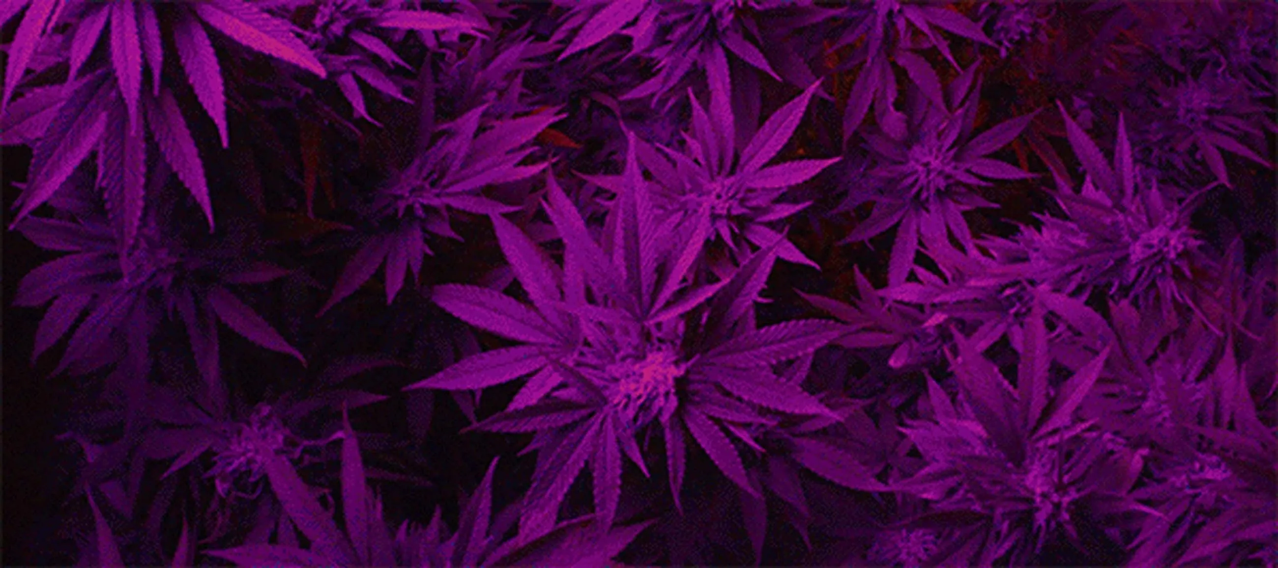 Toronto-based still life photographer specializing in clean, polished imagery that highlights the beauty of everyday objects with creative composition and impeccable style for commercial use