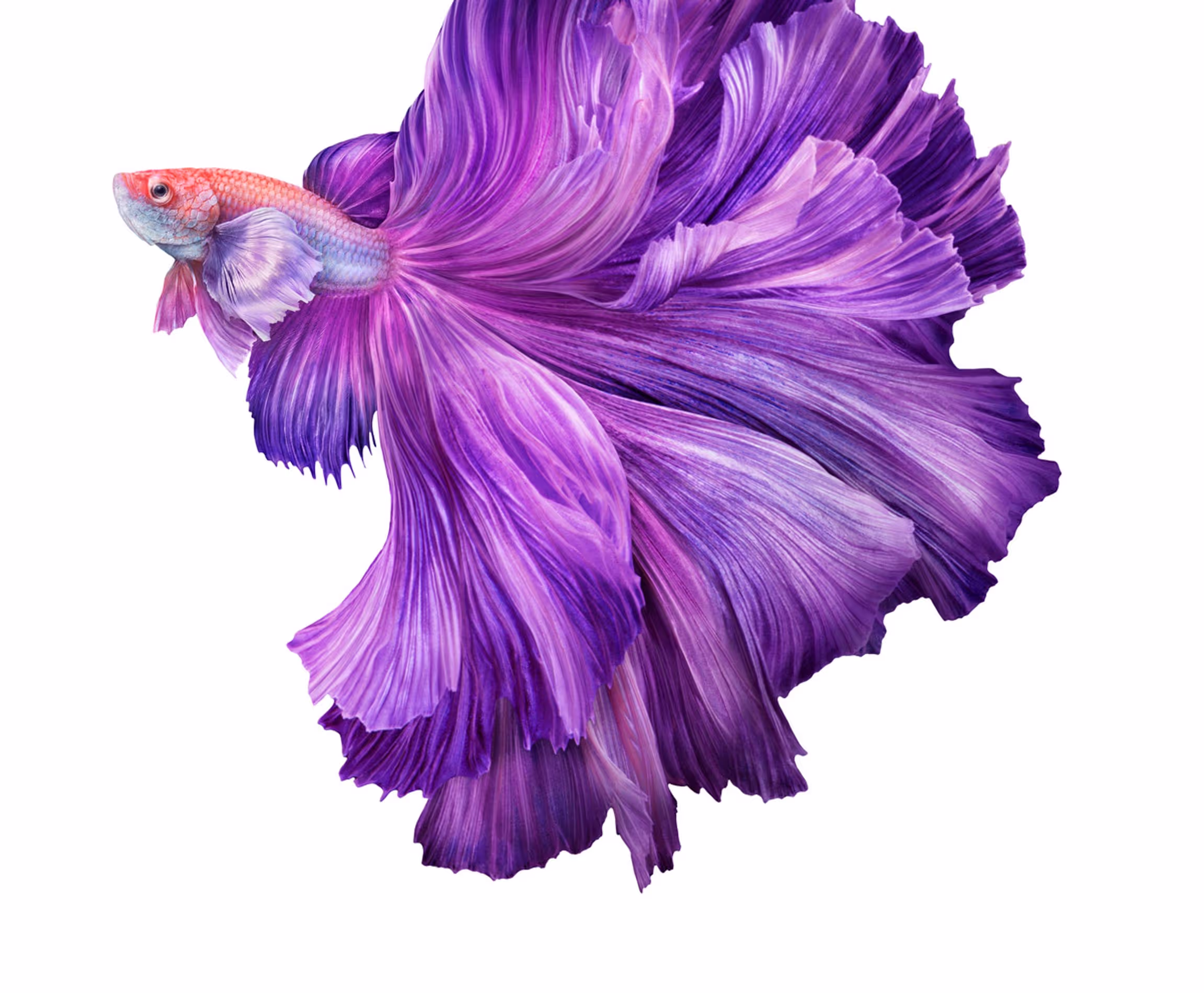 CGI Fish Explore CGI and animation creations by a Toronto-based artist, delivering high-impact visuals for commercial advertising, combining creativity and strategic messaging for effective campaigns