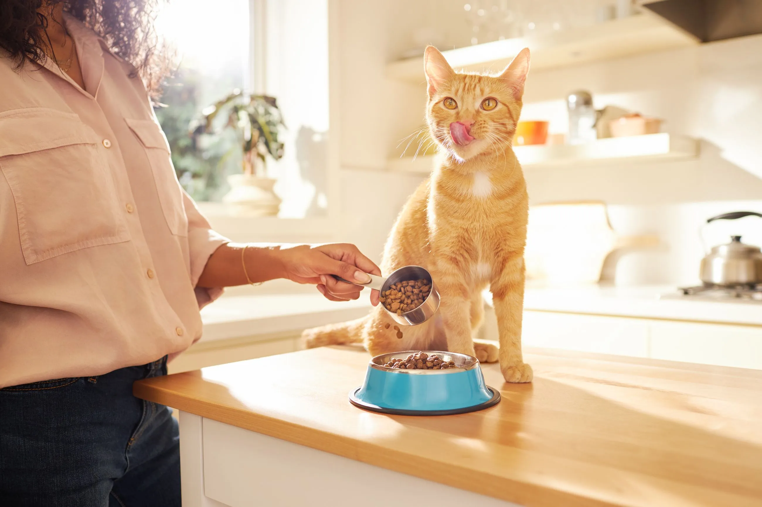 Gorgeous lighting of cat shot by animal photographer