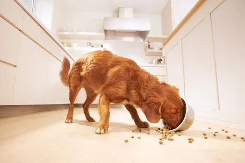 Beautiful photographs of dog eating dog food for advertising campaign