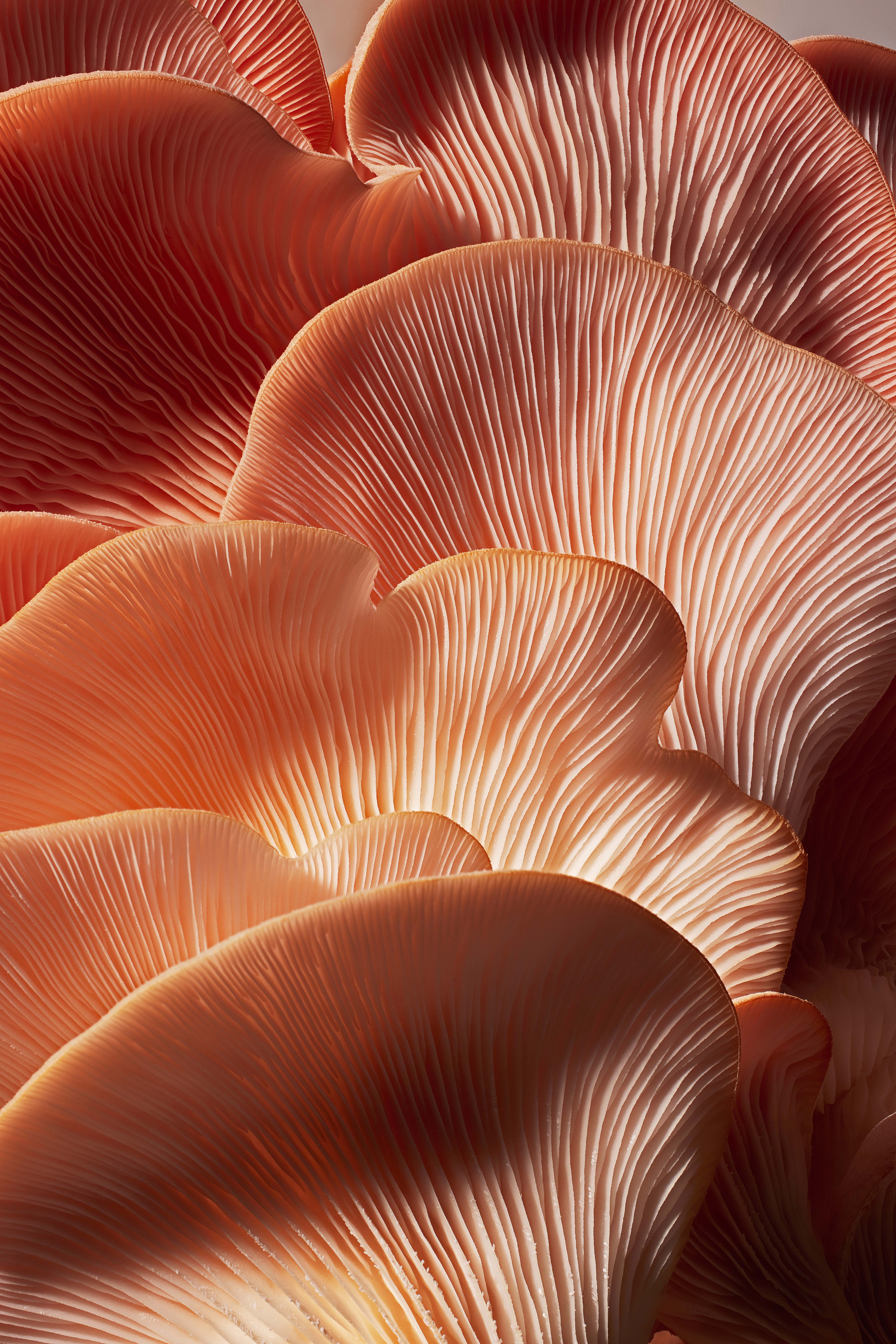 This Toronto-based food photographer brings culinary artistry to life, expertly composed images that highlight every detail of food, ideal for use in food branding and commercial advertising