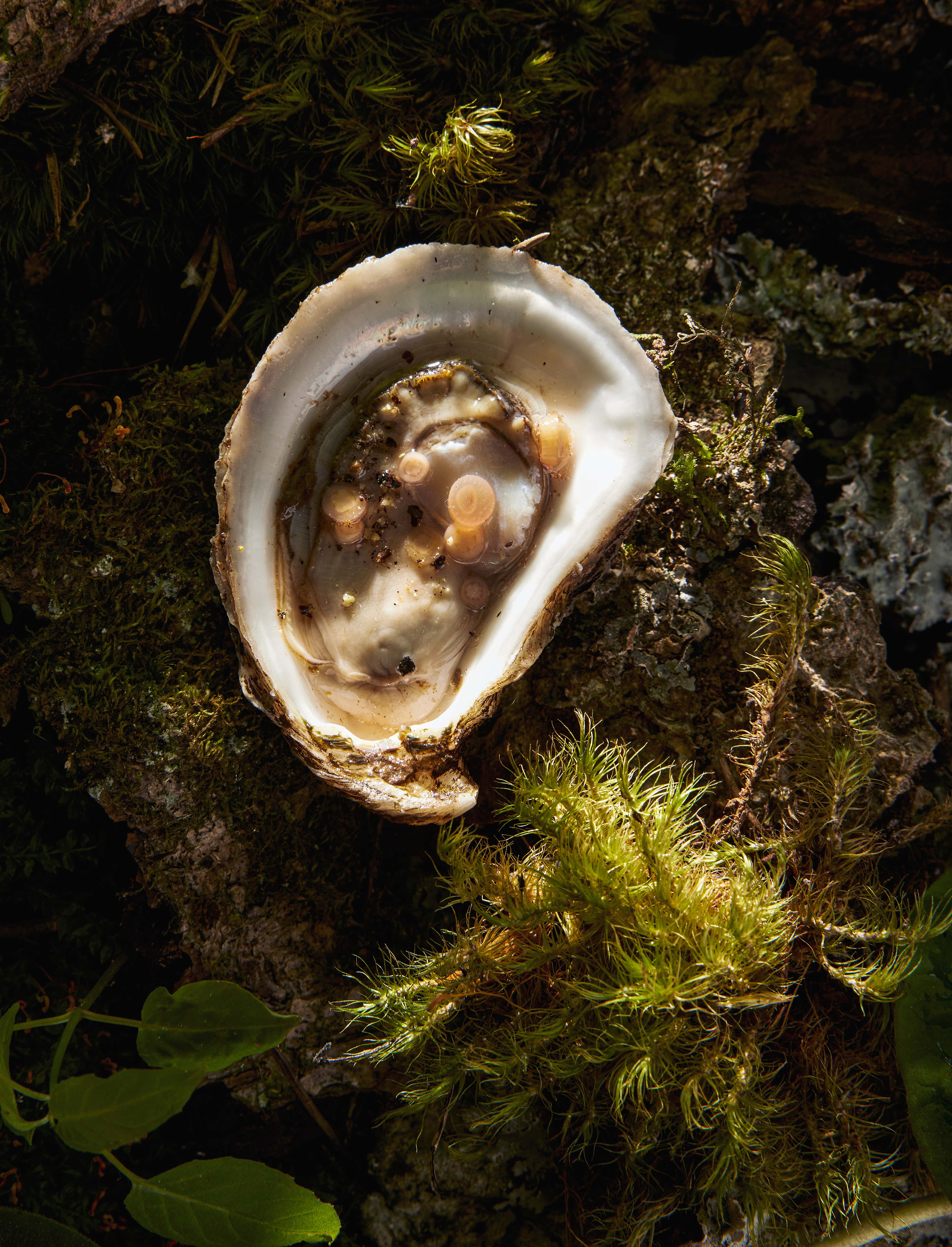 This Toronto-based food photographer brings culinary artistry to life, expertly composed images that highlight every detail of food, ideal for use in food branding and commercial advertising