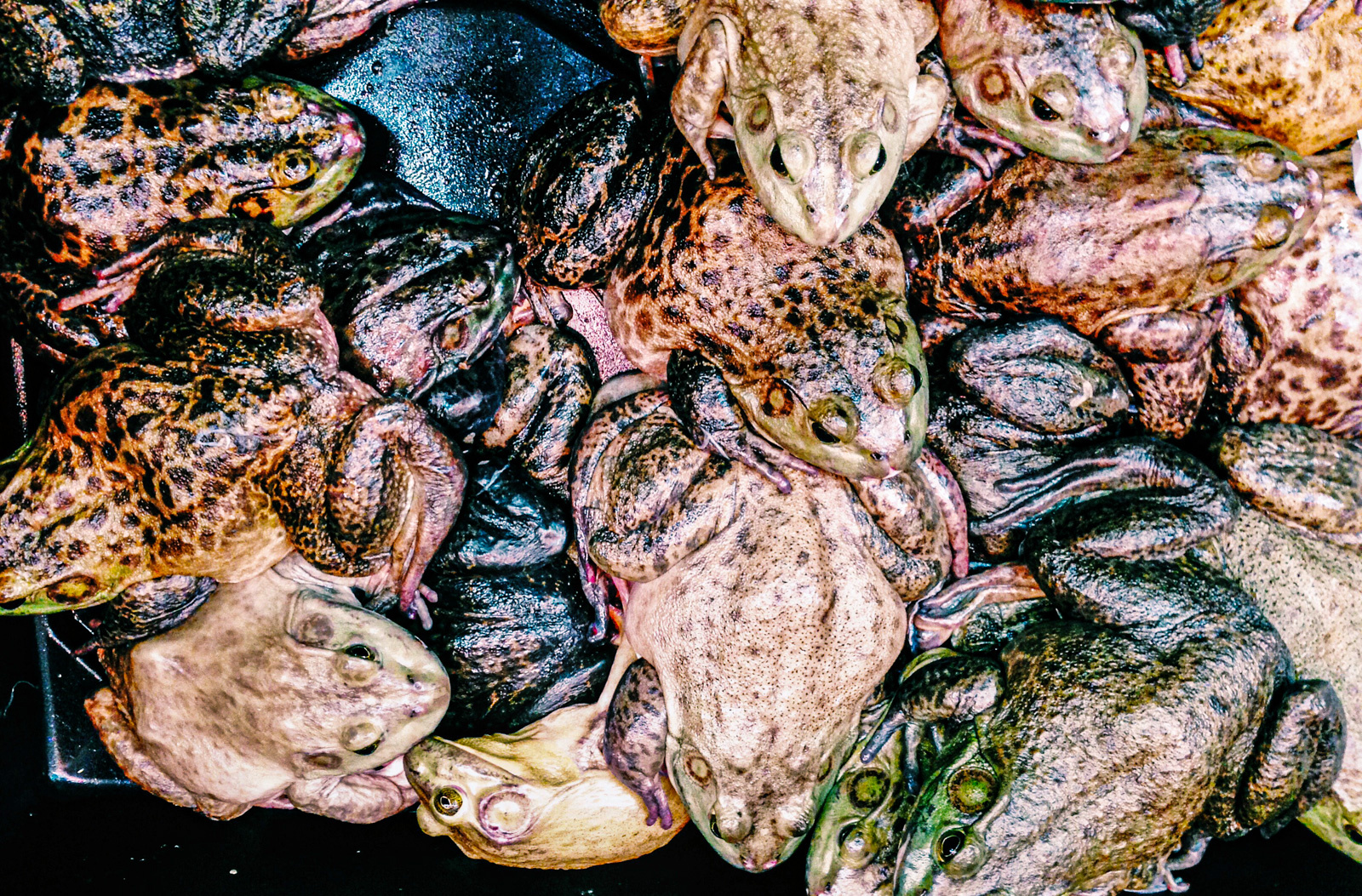 A mesmerizing travel image that captures the soul of a destination, expertly shot to bring out the vibrant colors, textures, and stories that define the place