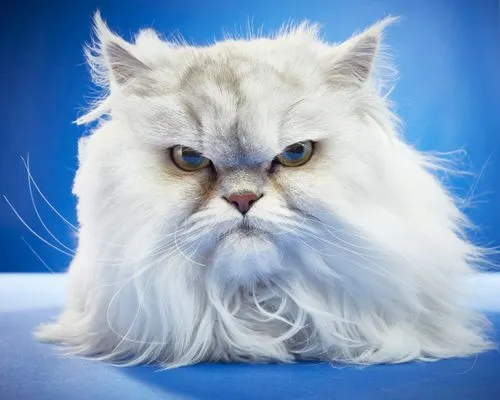 This remarkable animal photograph tells a story through the creature’s expression and movement, showcasing its environment and unique personality