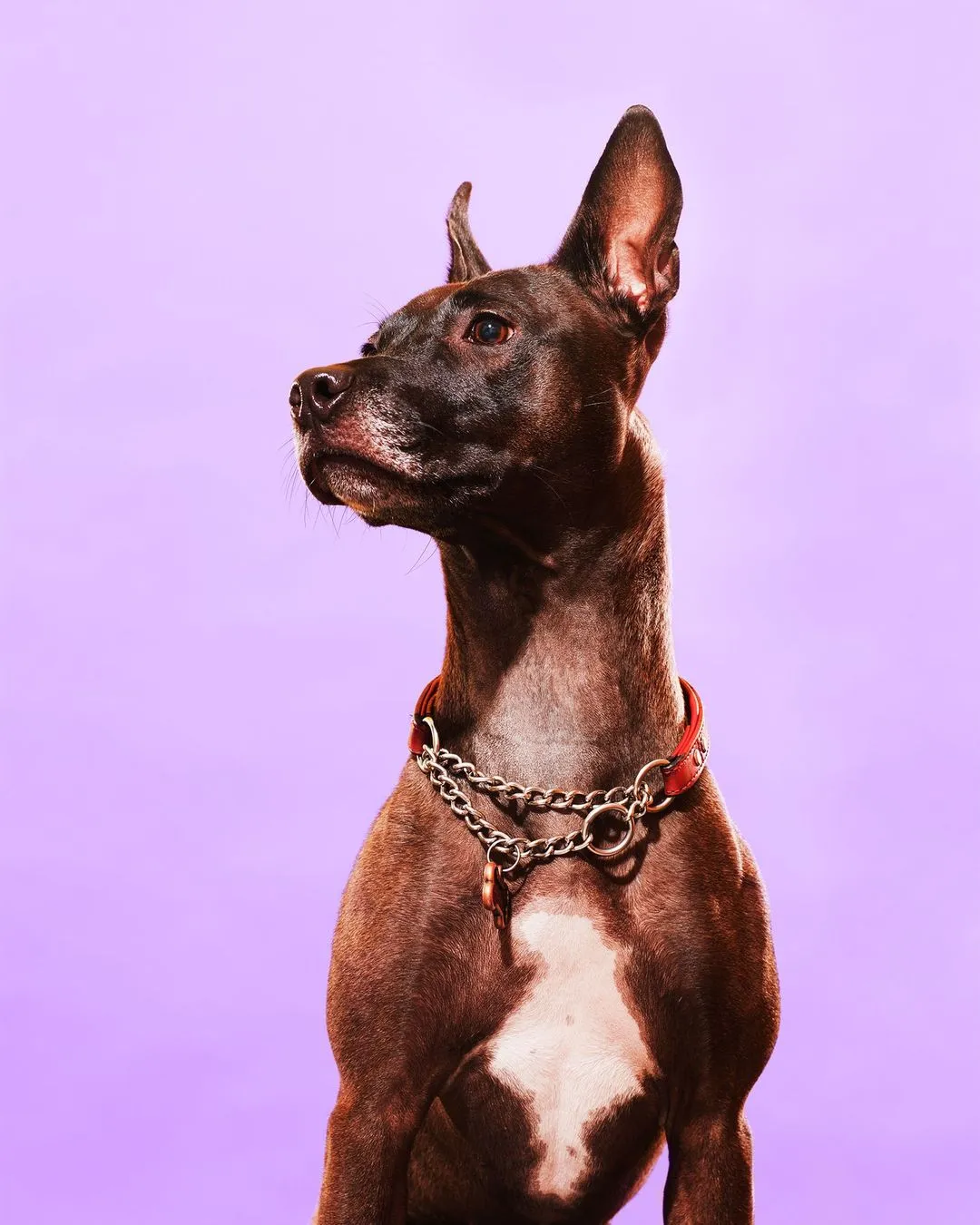 Beautiful portrait of dog in studio shot by animal photographer