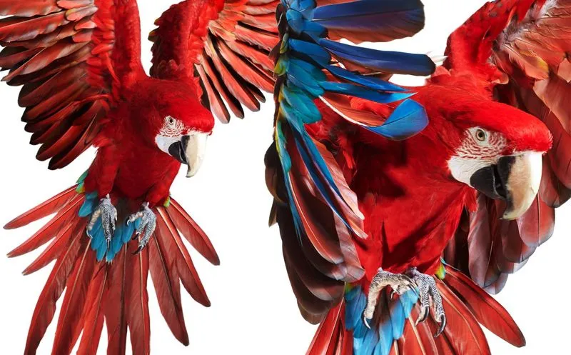 Stunning photographs of macaw parrots in a white studio background