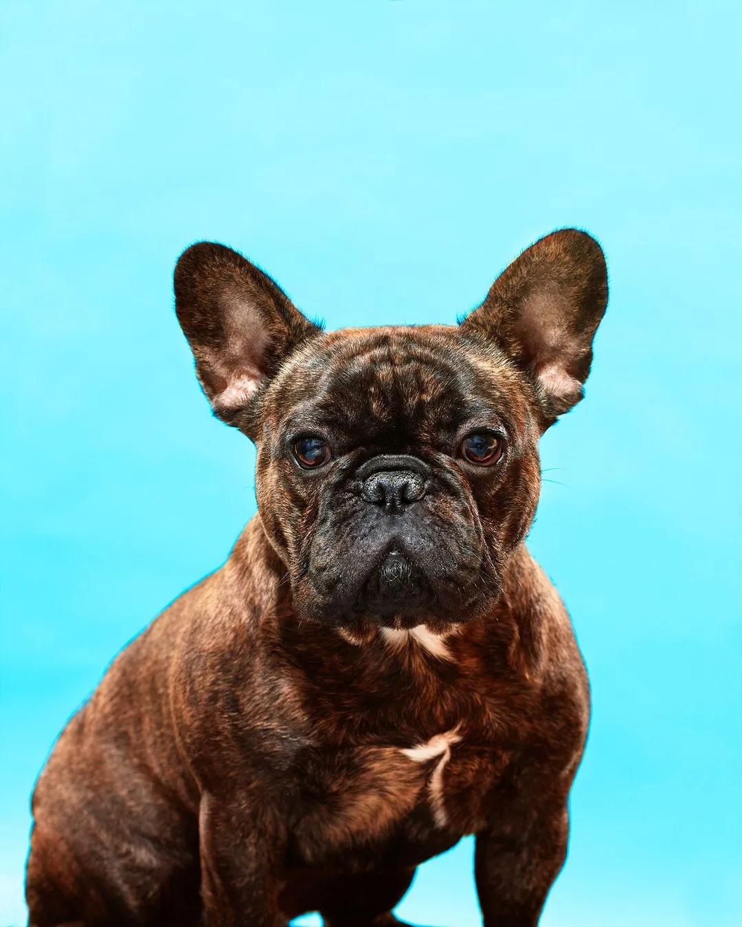 Beautiful portrait of dog in studio shot by animal photographer