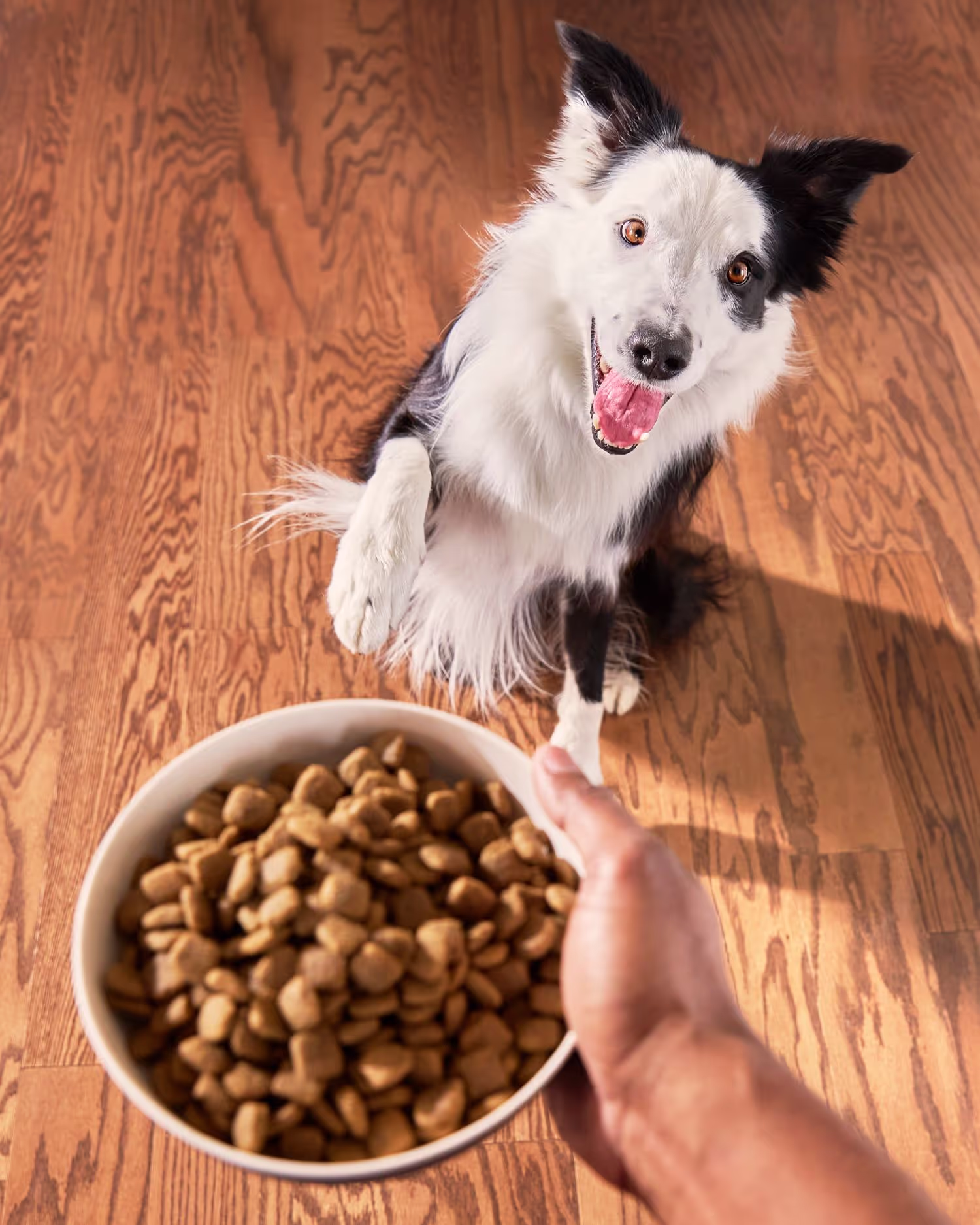 This remarkable animal photograph tells a story through the creature’s expression and movement, showcasing its environment and unique personality