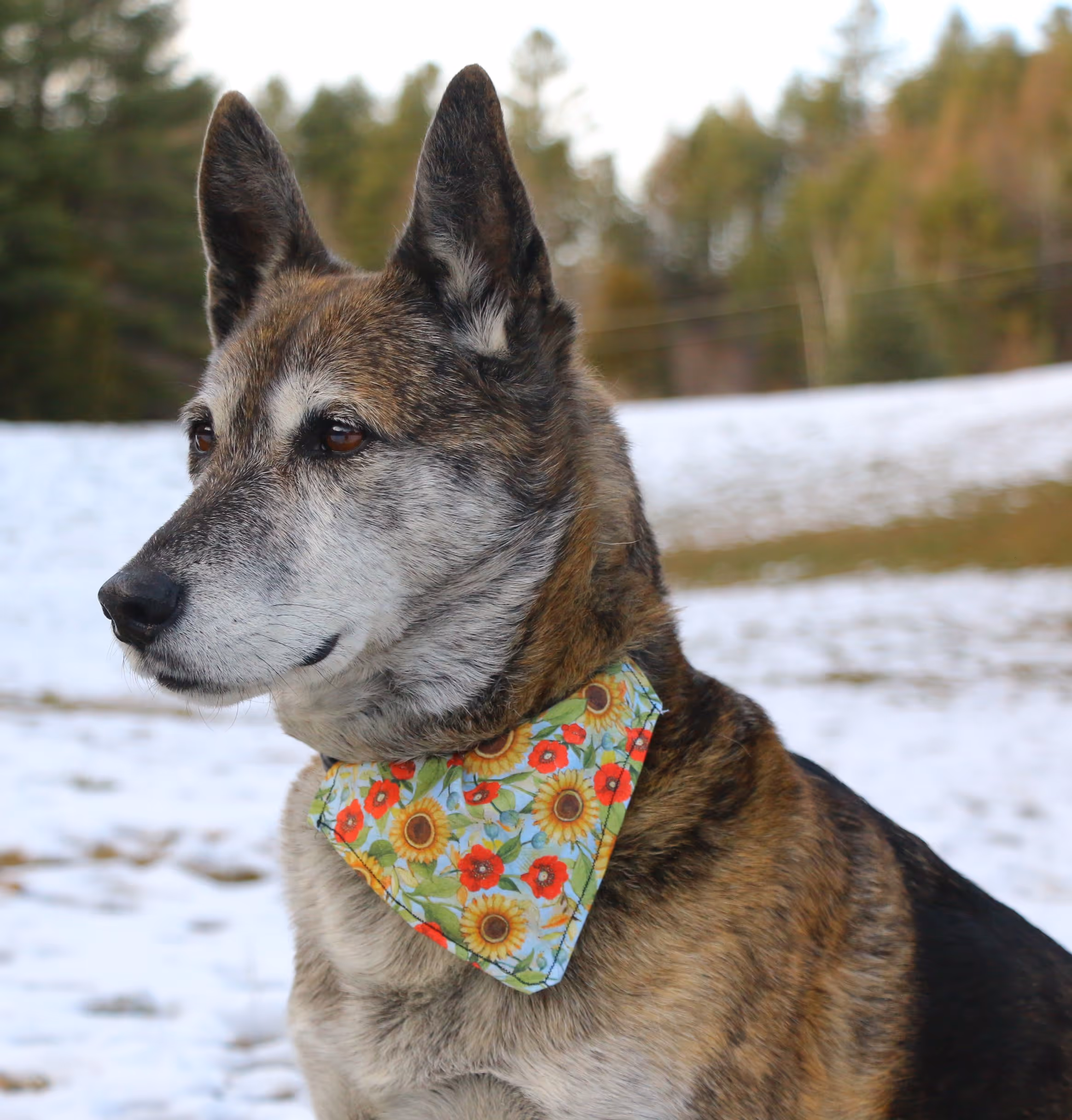 a dog wearing a neck bandana