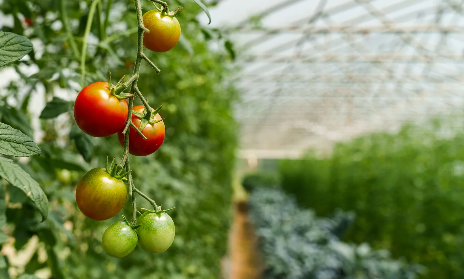 Cluster of tomatoes in various ripening stages hanging on a vine inside a greenhouse.