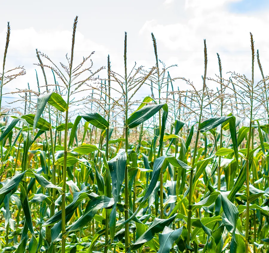 Close-up of green corn plants with tassels in a field under a cloudy sky.