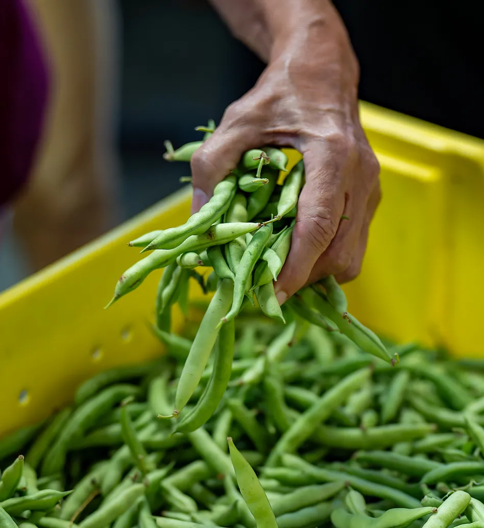 Hand holding fresh green beans over a yellow crate filled with more green beans.