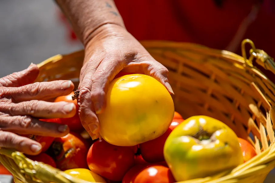 Two hands holding a yellow tomato over a basket filled with red and yellow tomatoes.
