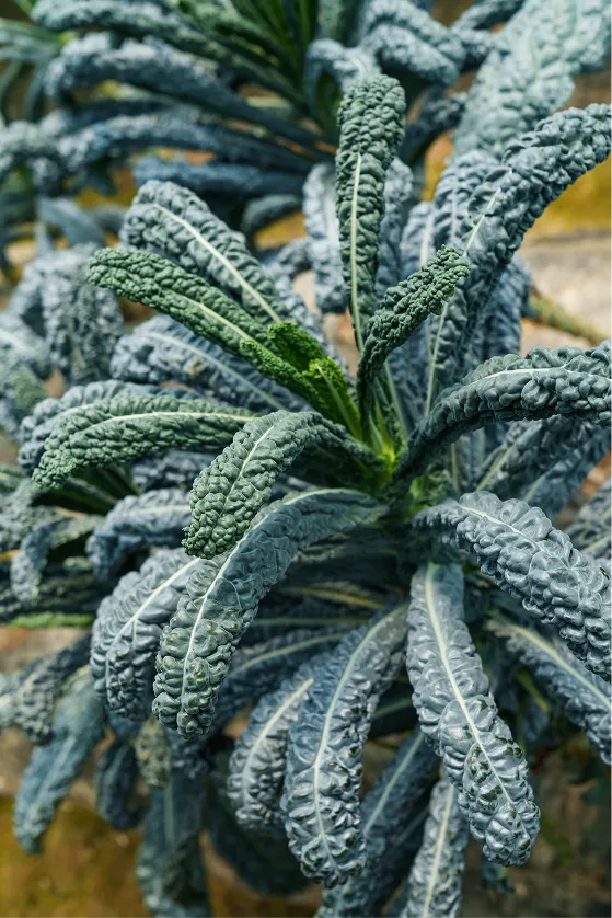 Close-up of textured dark green kale leaves with prominent veins in a garden setting.