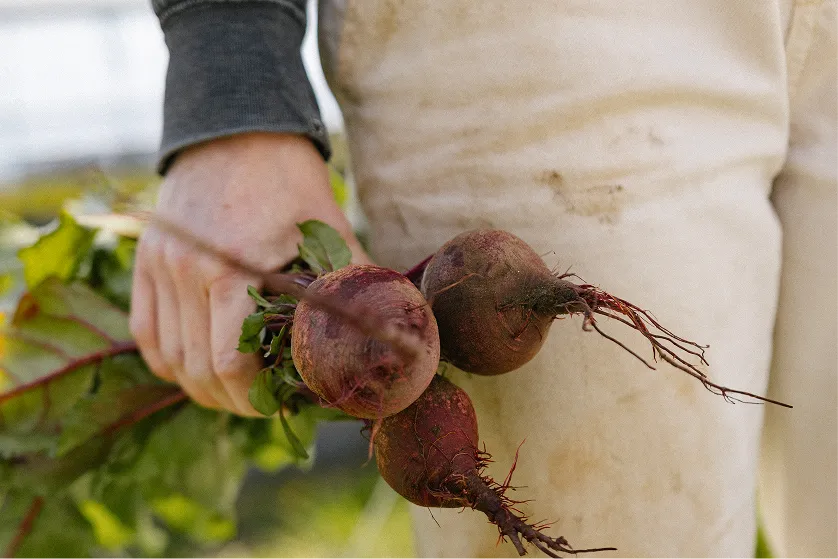 Person holding three freshly harvested beetroots with green leaves and roots visible.