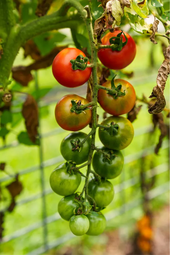 Cluster of tomatoes on the vine showing various ripening stages from green to red.