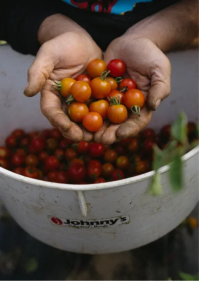 Person holding a handful of ripe cherry tomatoes over a bucket full of cherry tomatoes.
