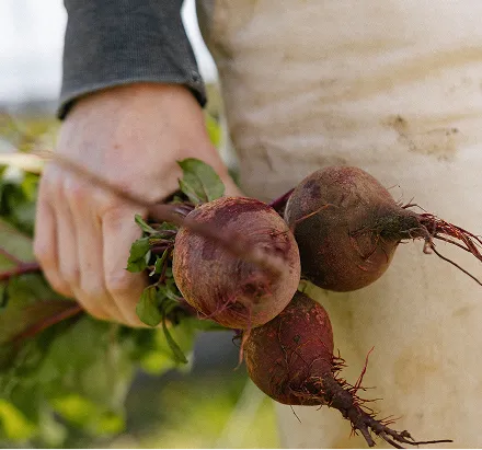 Hand holding three freshly harvested beetroots with dirt and green leaves.
