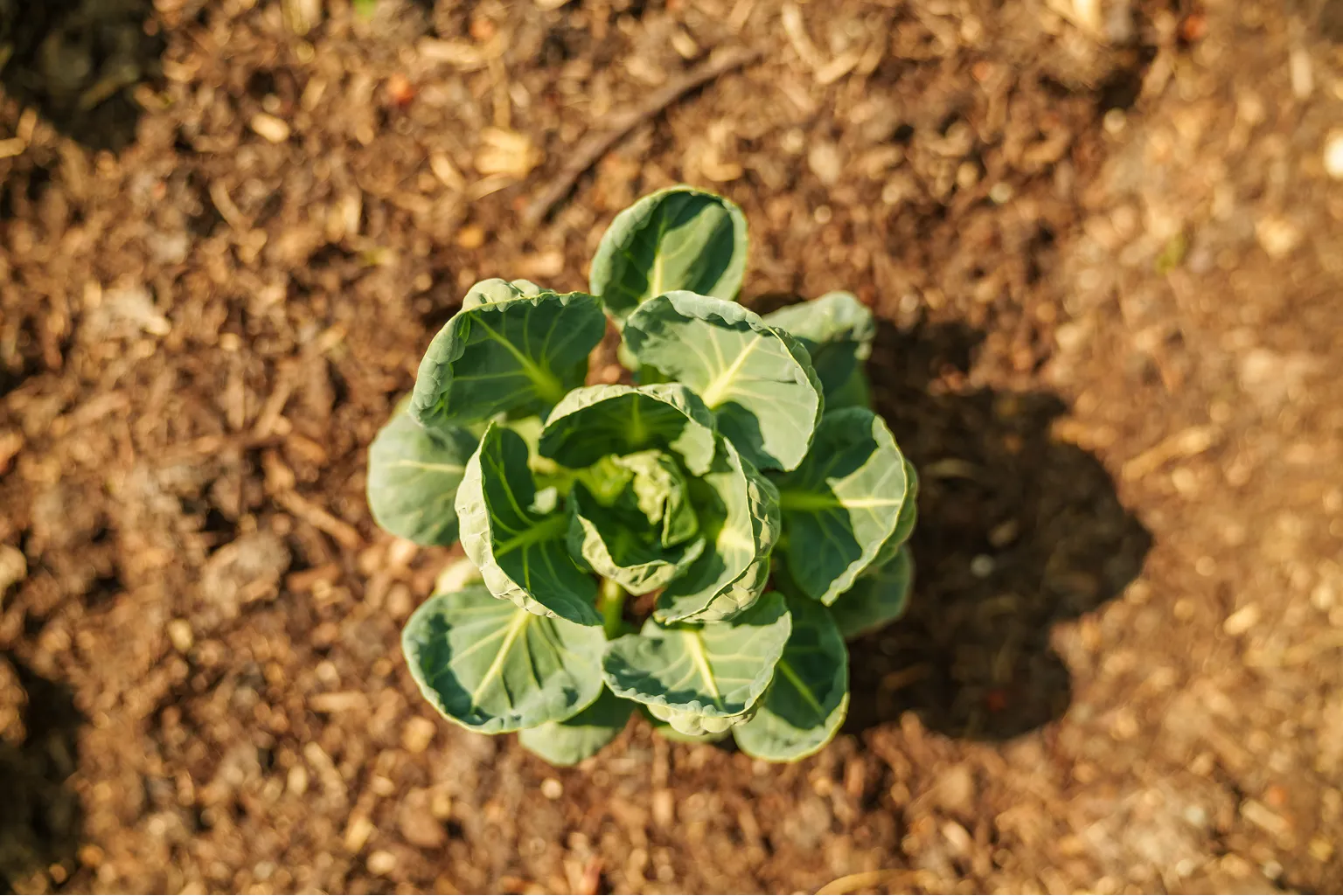 Top-down view of a young green leafy plant growing in brown soil outdoors.