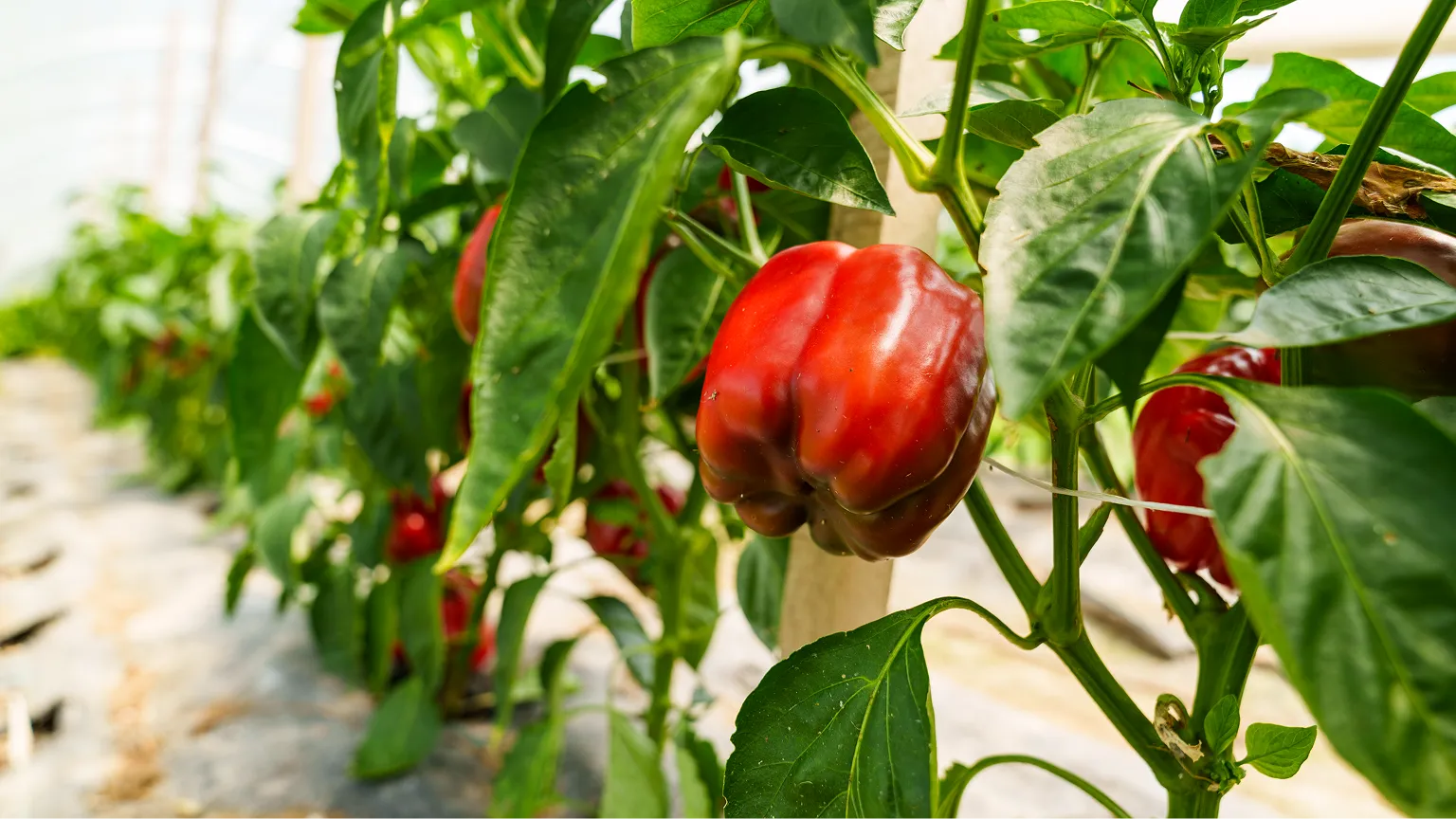 Row of red bell peppers growing on plants in a greenhouse.