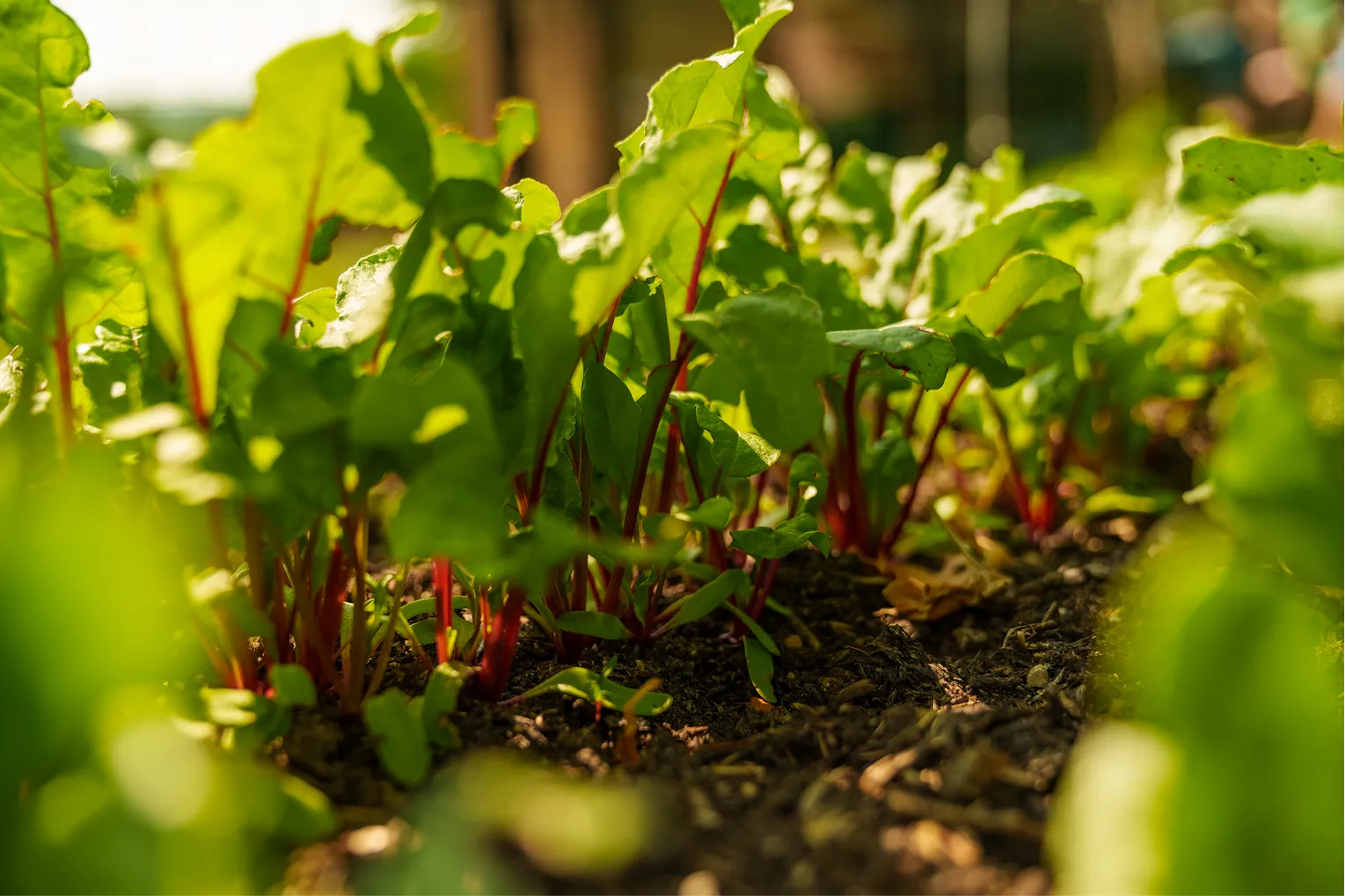 Close-up of young beet plants with green leaves and red stems growing in soil under sunlight.