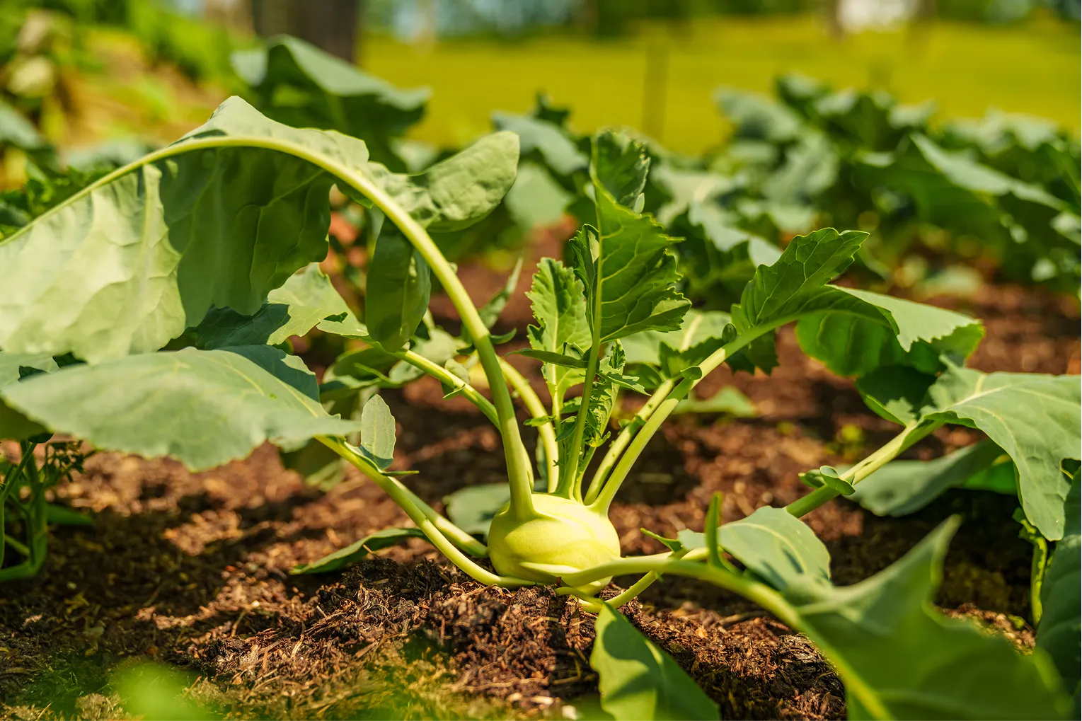 Green kohlrabi vegetable growing in soil with leafy greens around it.