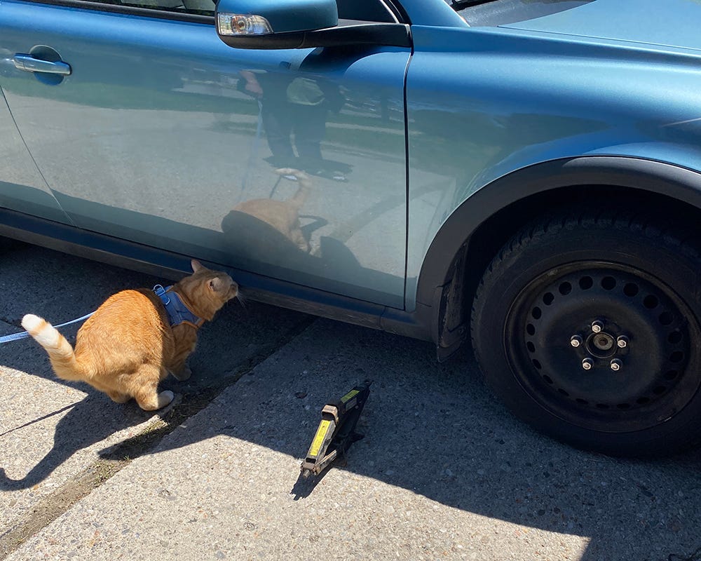 A cat on a leash inspecting the underside of a car.