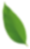 Single green leaf with smooth edges and visible veins.