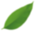 Single green leaf with smooth edges and visible veins.