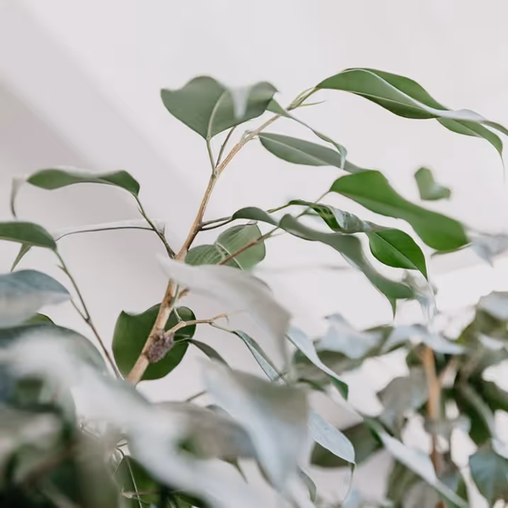A closeup of some plants leaves inside of 106 Public Square.