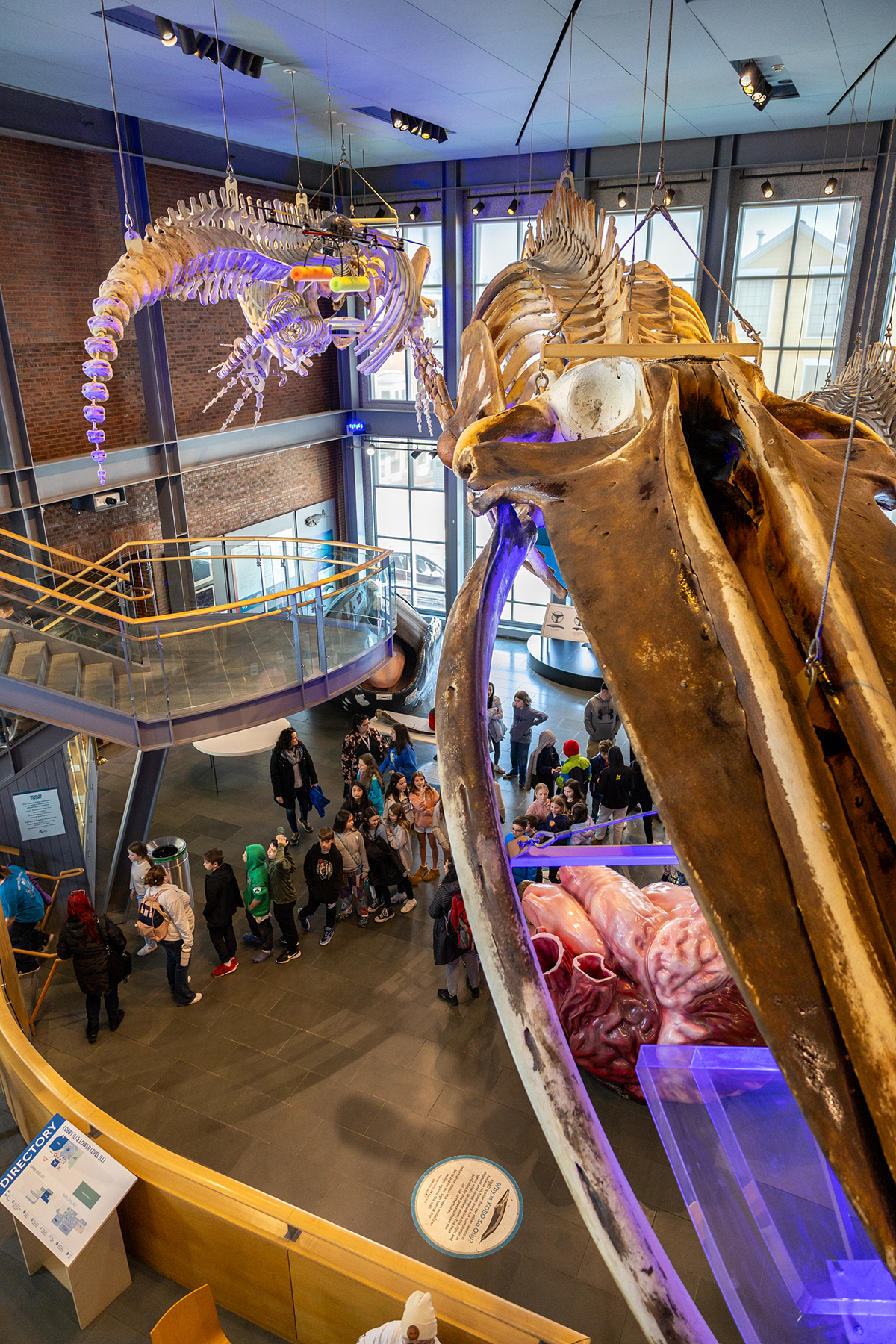 Studen field trip at the Whaling museum