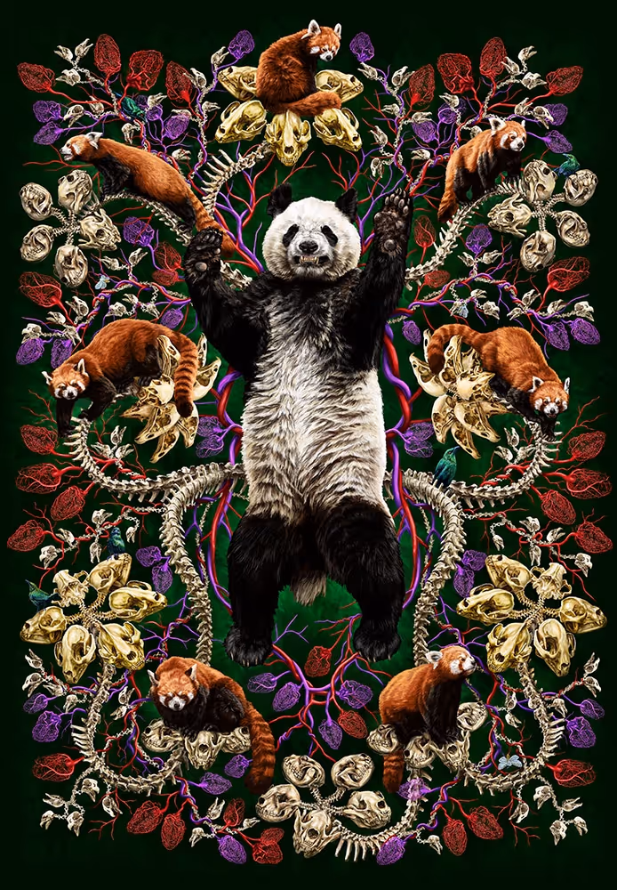 Ailuropoda melanoleuca: Evolutionary Cul-de-sac