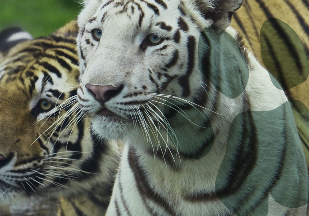 image of park with people enjoying rides