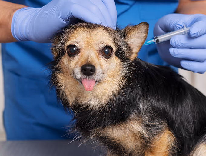 Service Single Image