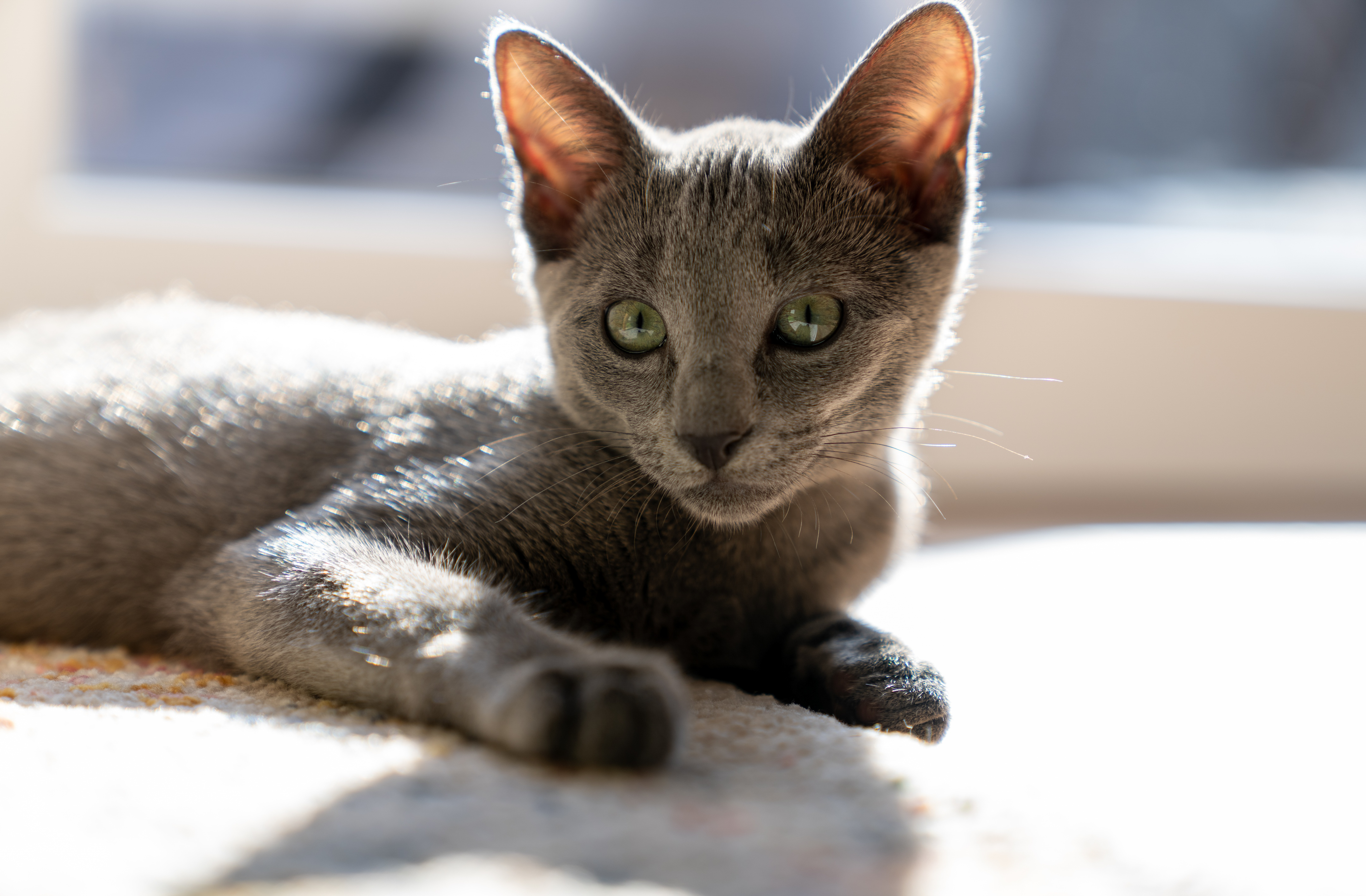 image of peaceful animal sanctuary