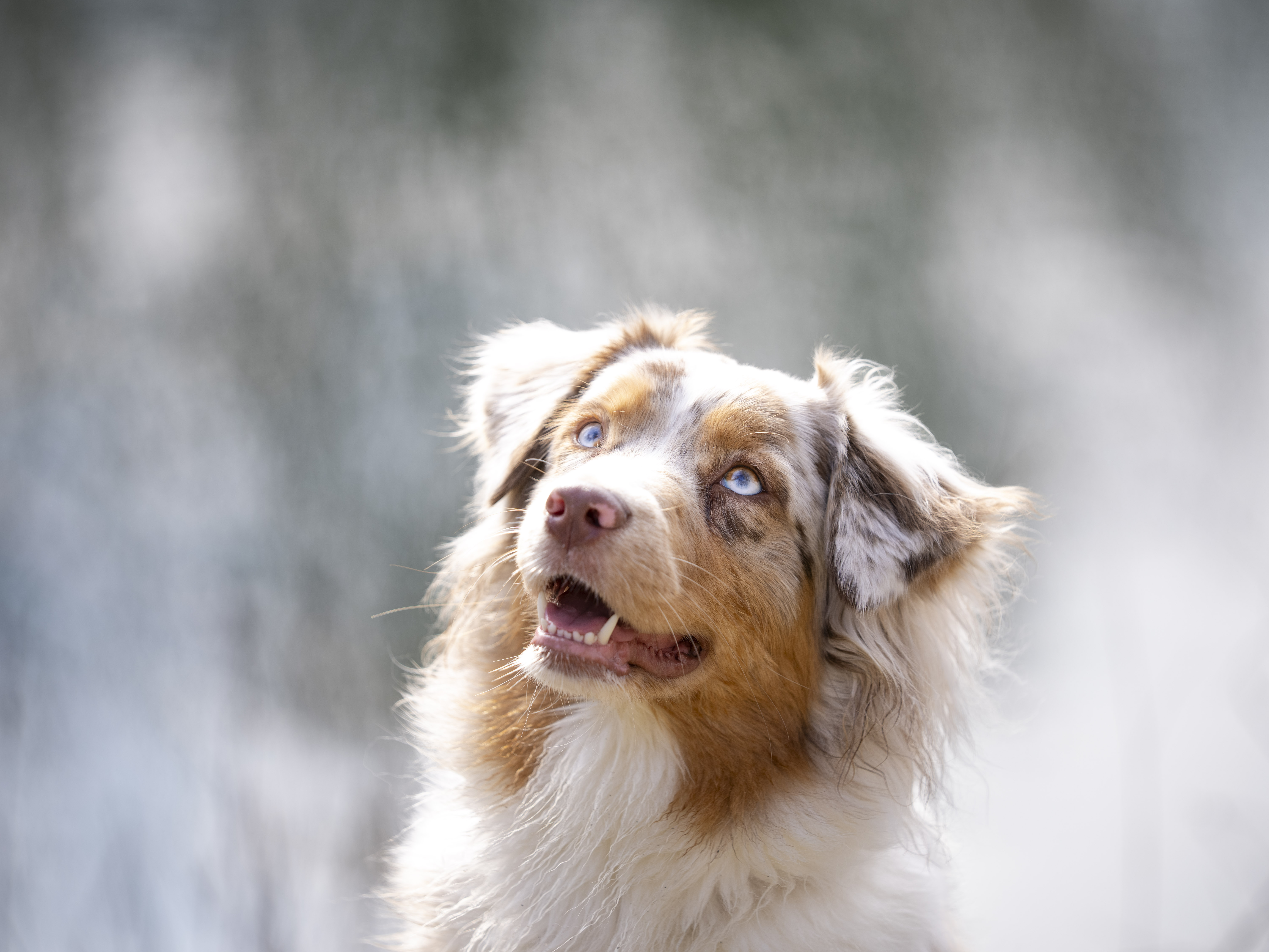 image of animal adoption event