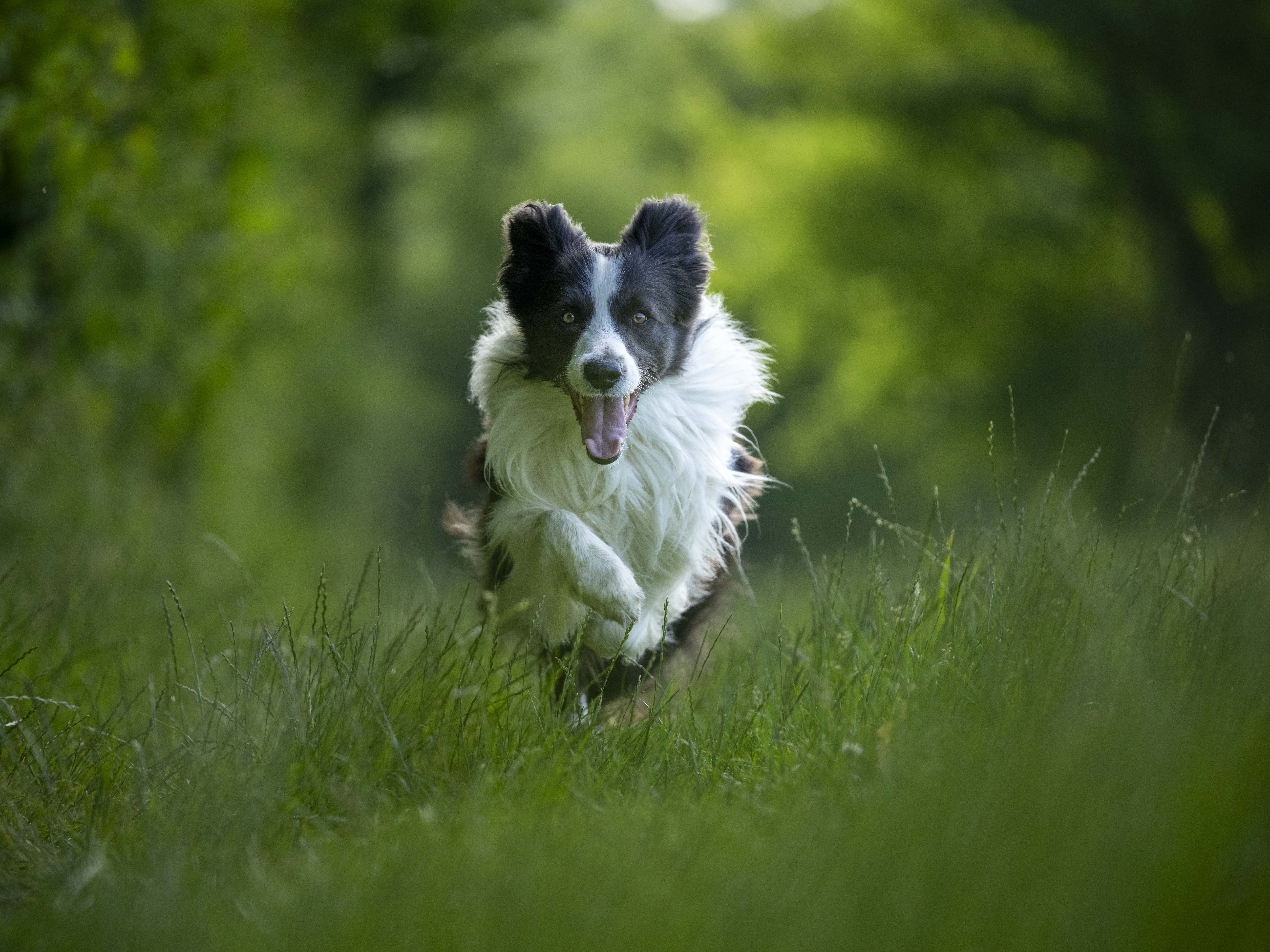 image of peaceful animal sanctuary