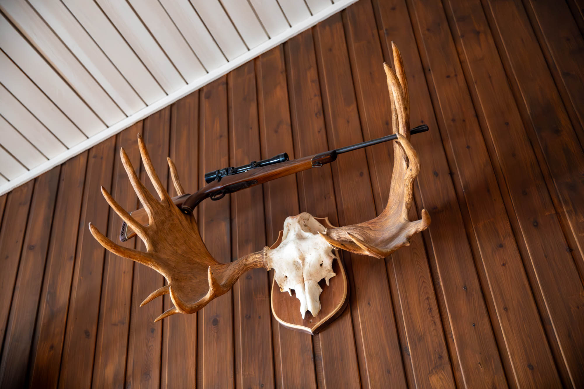 Elghodeskalle med store gevirer montert på en trevegg, med et gevær hvile på geviret.