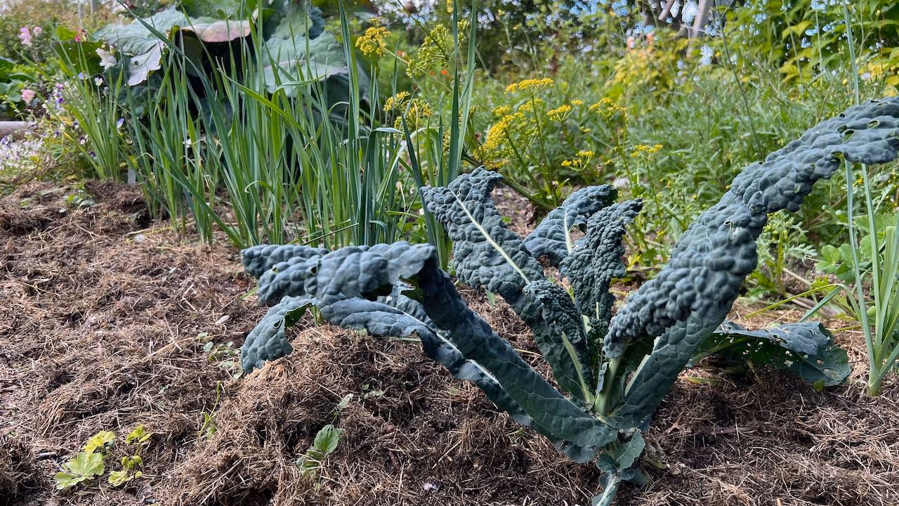 Grønne grønnsaker og andre planter som vokser i en hagebed med jord.