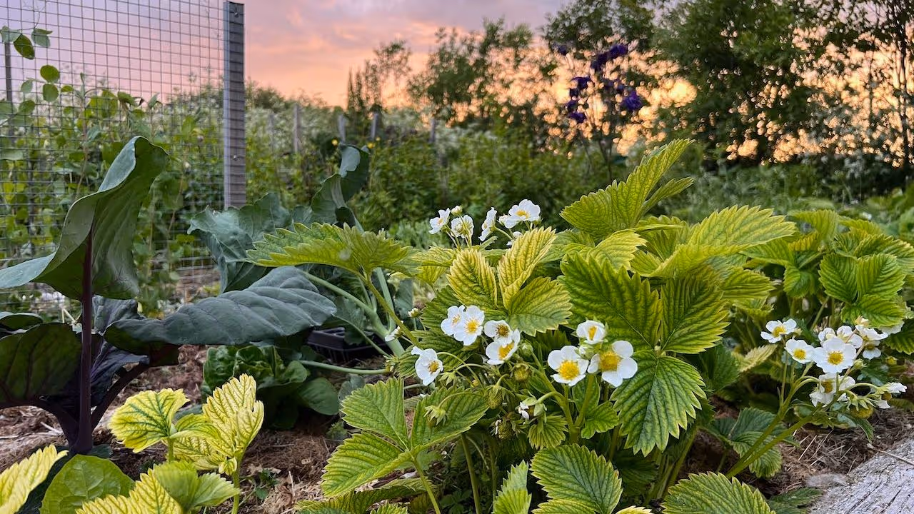 Solnedgang over en hage med grønne jordbærplanter med hvite blomster og andre grønne planter bak et gjerde.