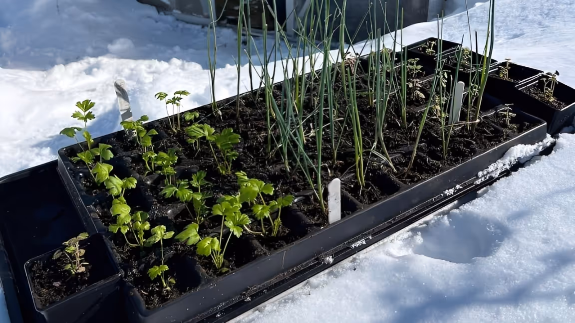 Spirede grønne planter som vokser i svarte planteskuffer plassert på snø.