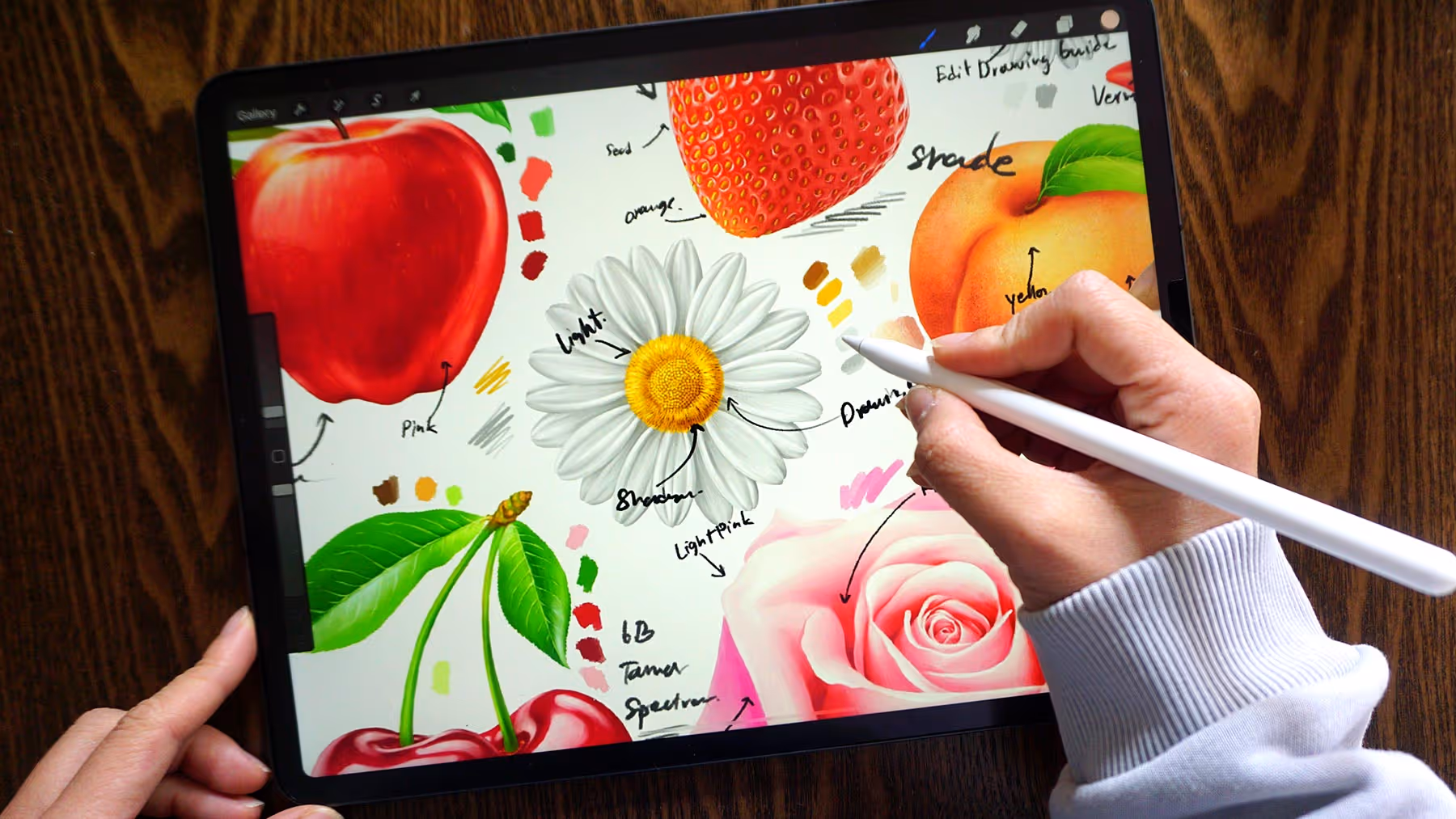 Procreate courses