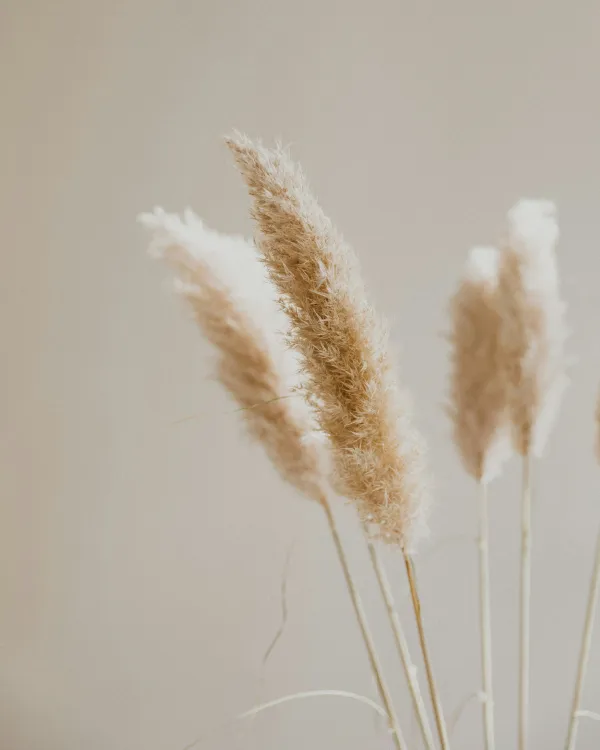 Pampas grass
