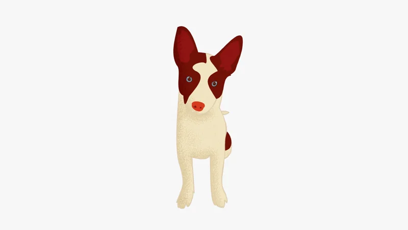 Looping animation of the illustrated dog Queso tilting his head.